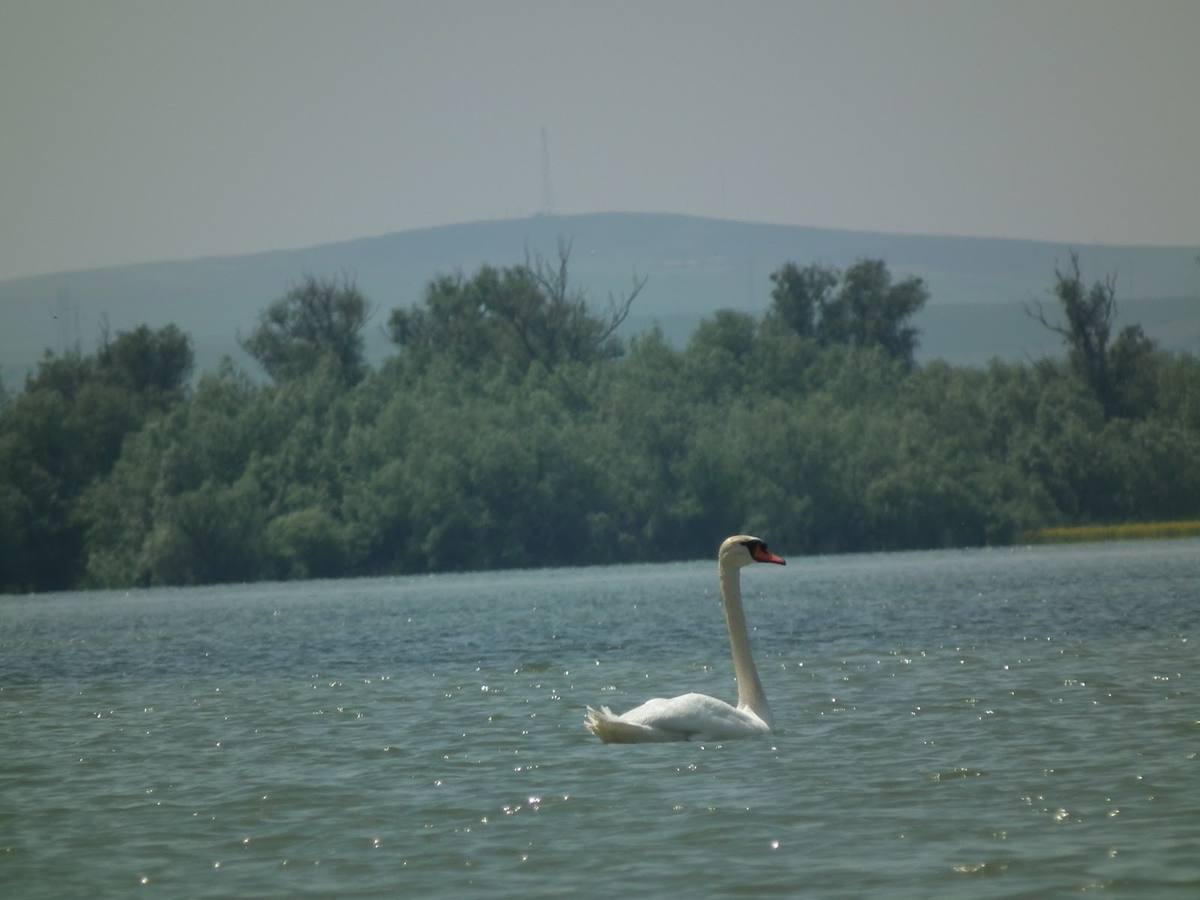 Gorgova